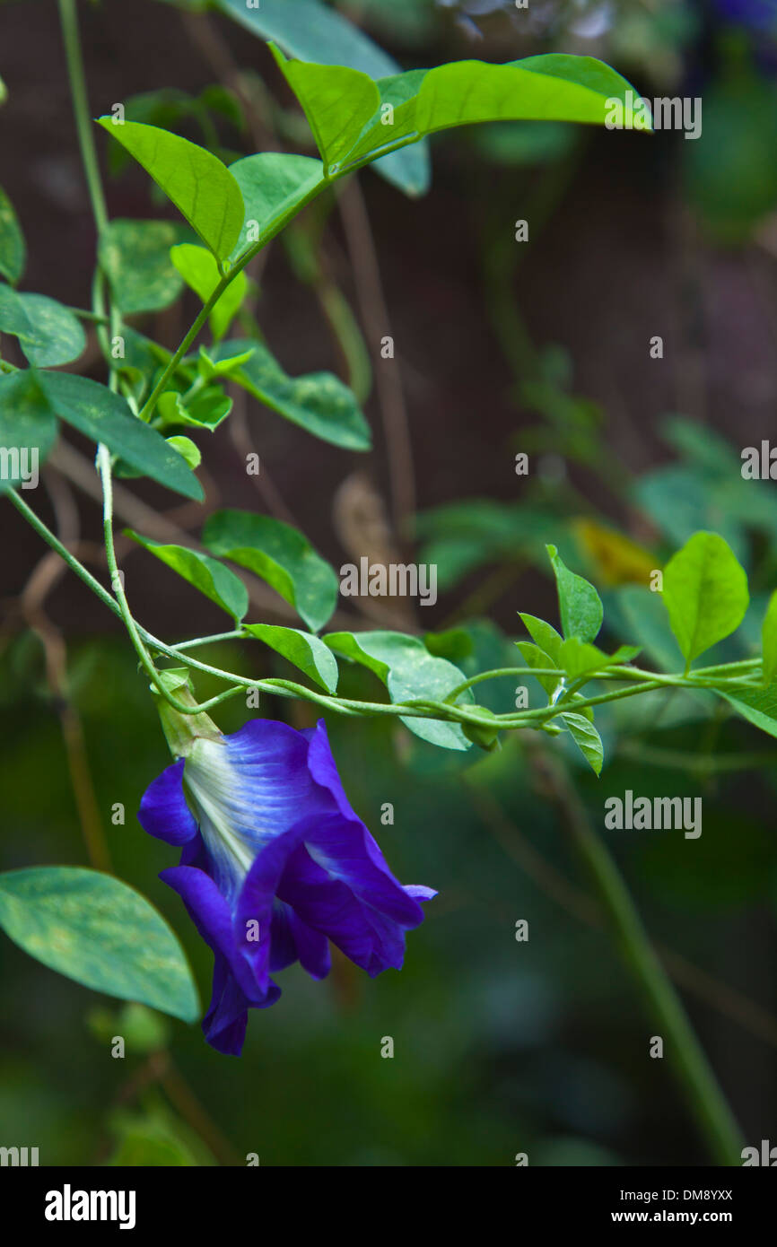 Tropical vines hires stock photography and images Alamy