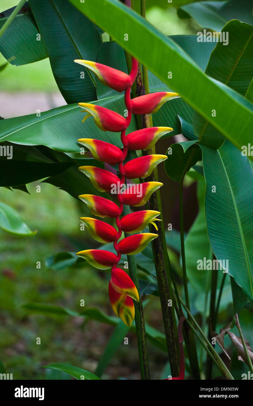 The beautiful (Heliconia rostrata) know as the LOBSTER CLAW or FALSE BIRD OF PARADISE - THAILAND Stock Photo