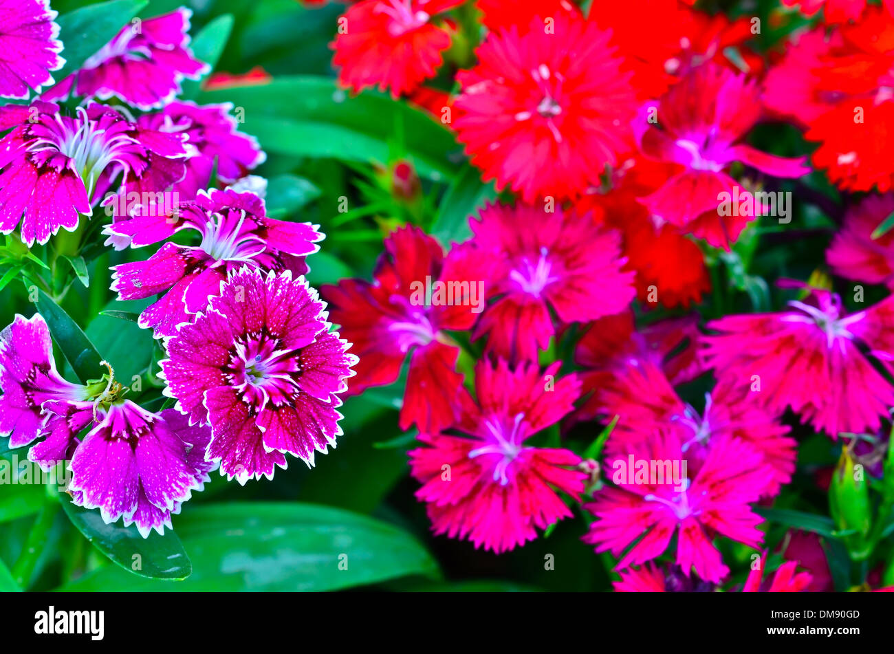 Red Dianthus Chinensis Flowers Stock Photo