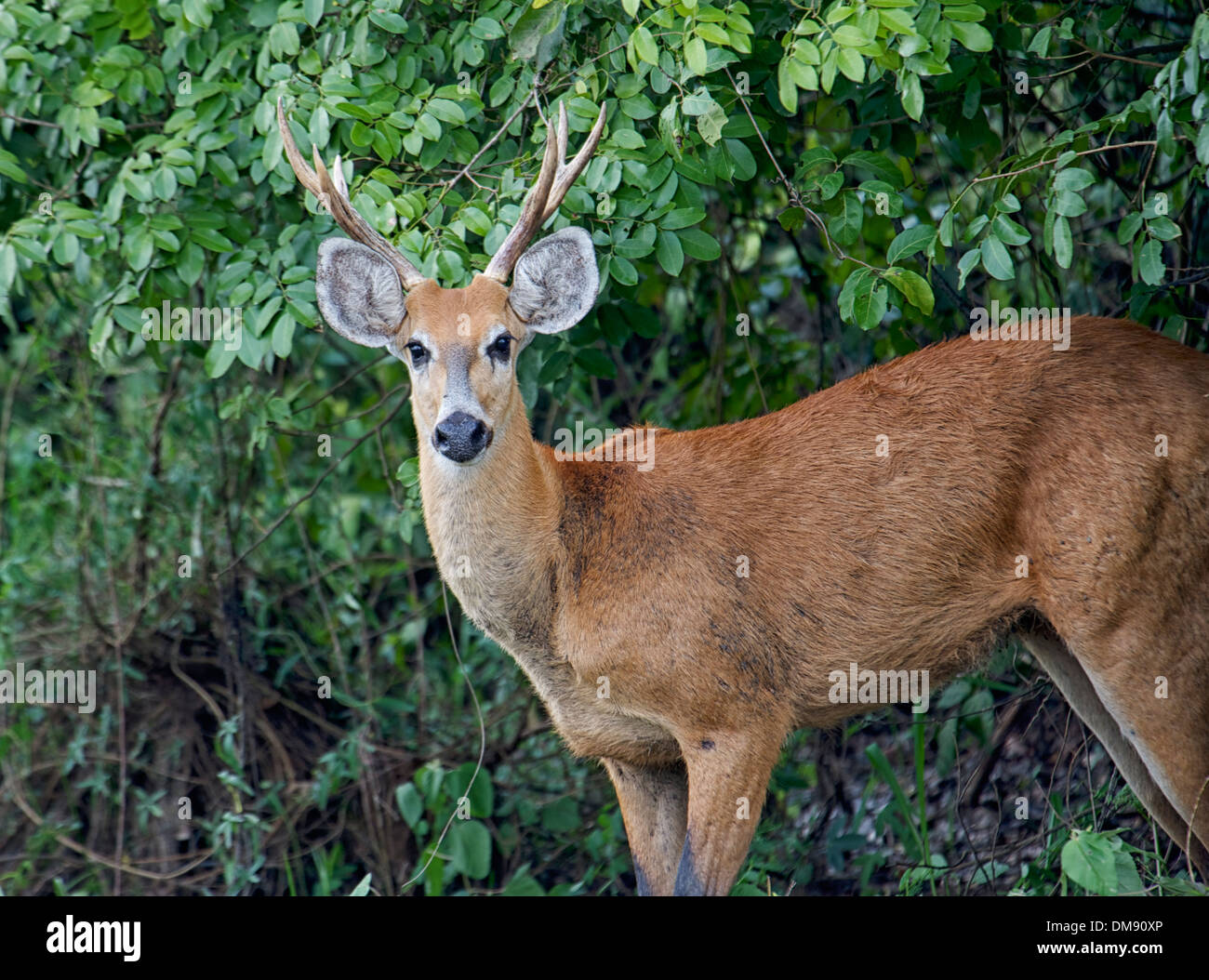 Marsh Deer (Blastocerus dichotomus ), The Pantanal, Mato Grosso, Brazil Stock Photo