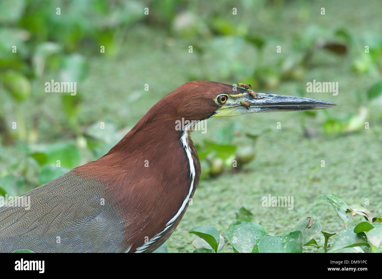 Rufescent Tiger-Heron (Tigrisoma lineatum), The Pantanal, Mato Grosso ...