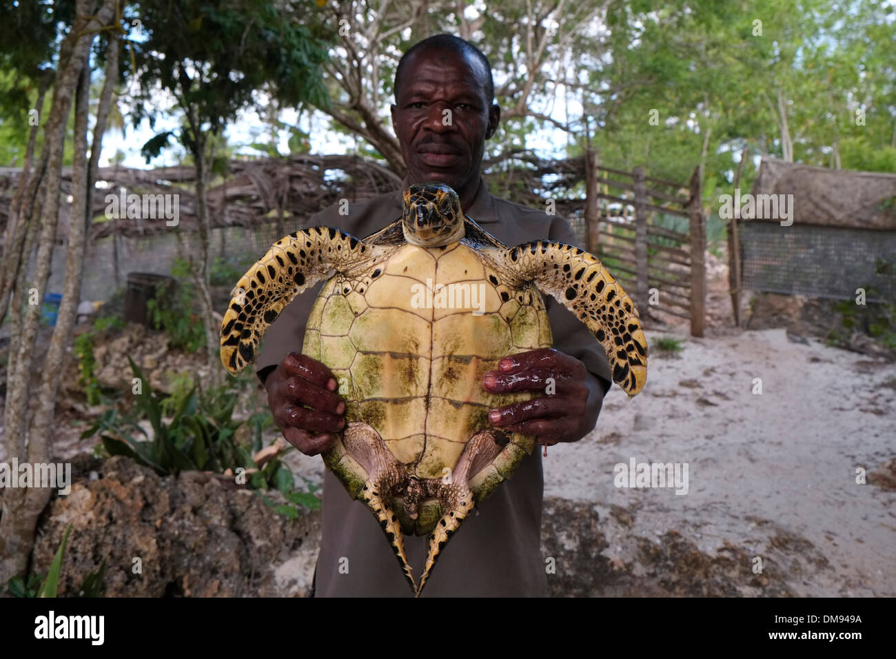 A man holds a green sea turtle in Baraka Natural Aquarium a marine