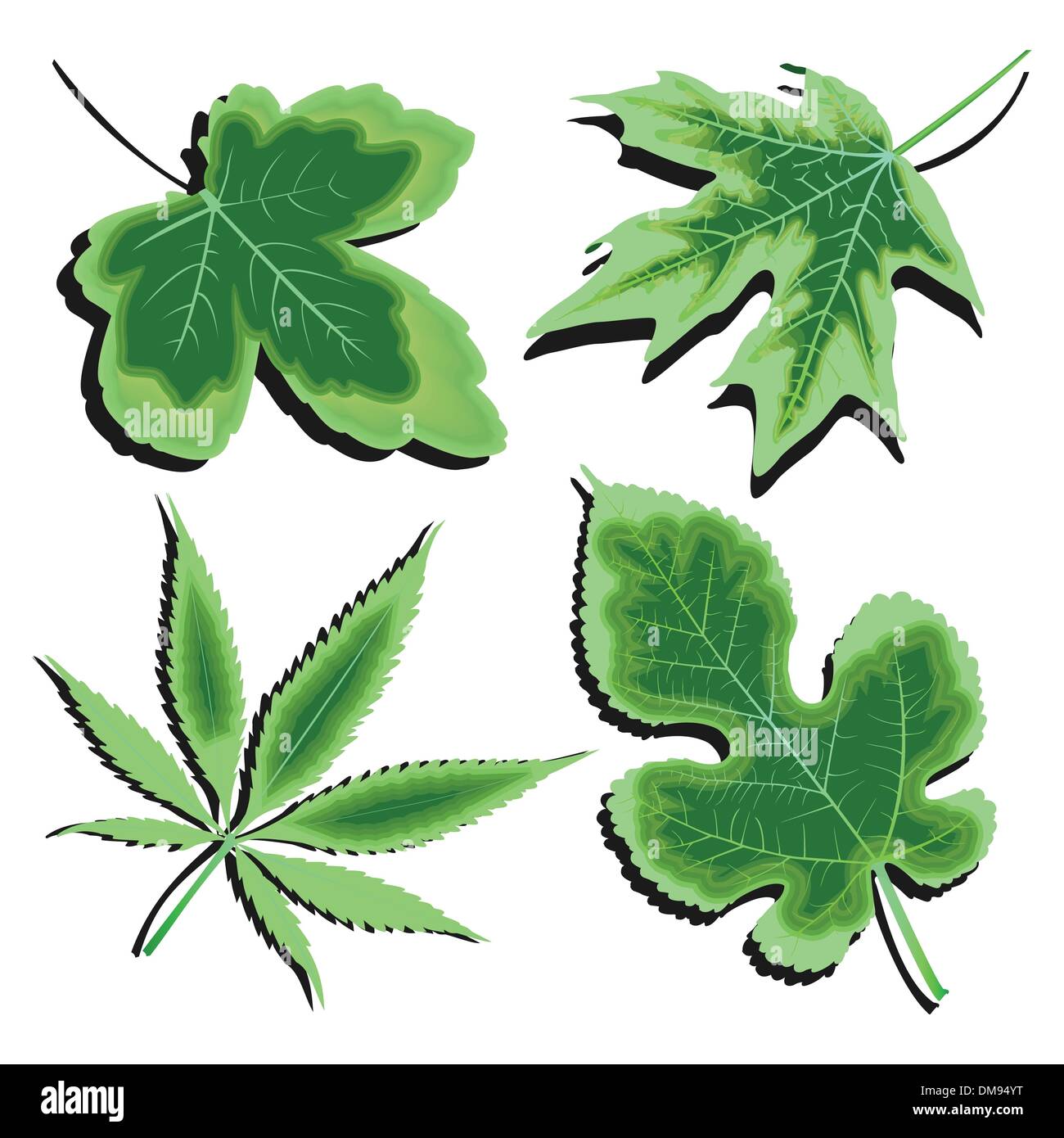 green leaves collection Stock Vector Image & Art - Alamy