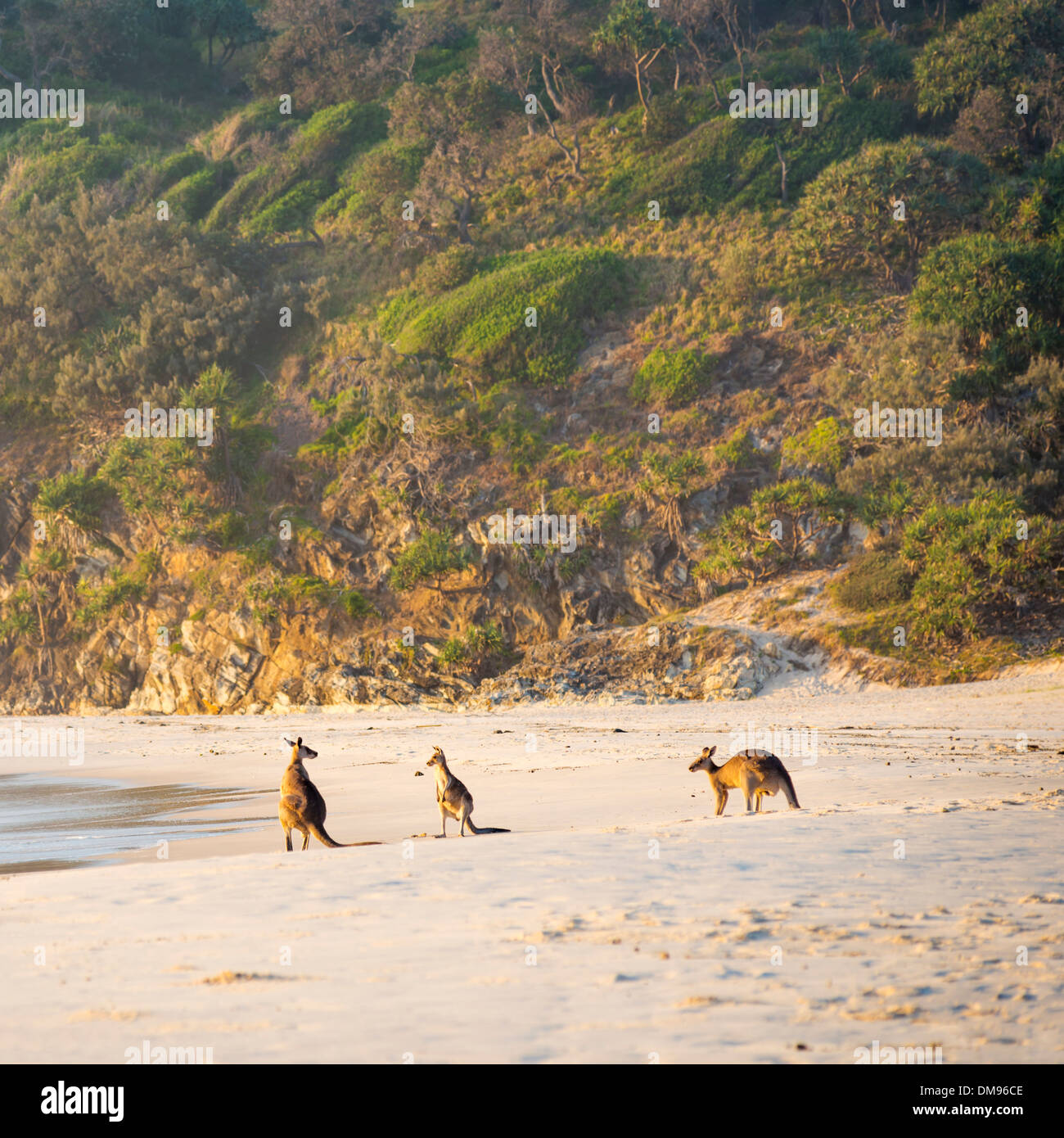 Australian native Kangaroo family gather on the beach at dawn on Stradbroke Island Stock Photo