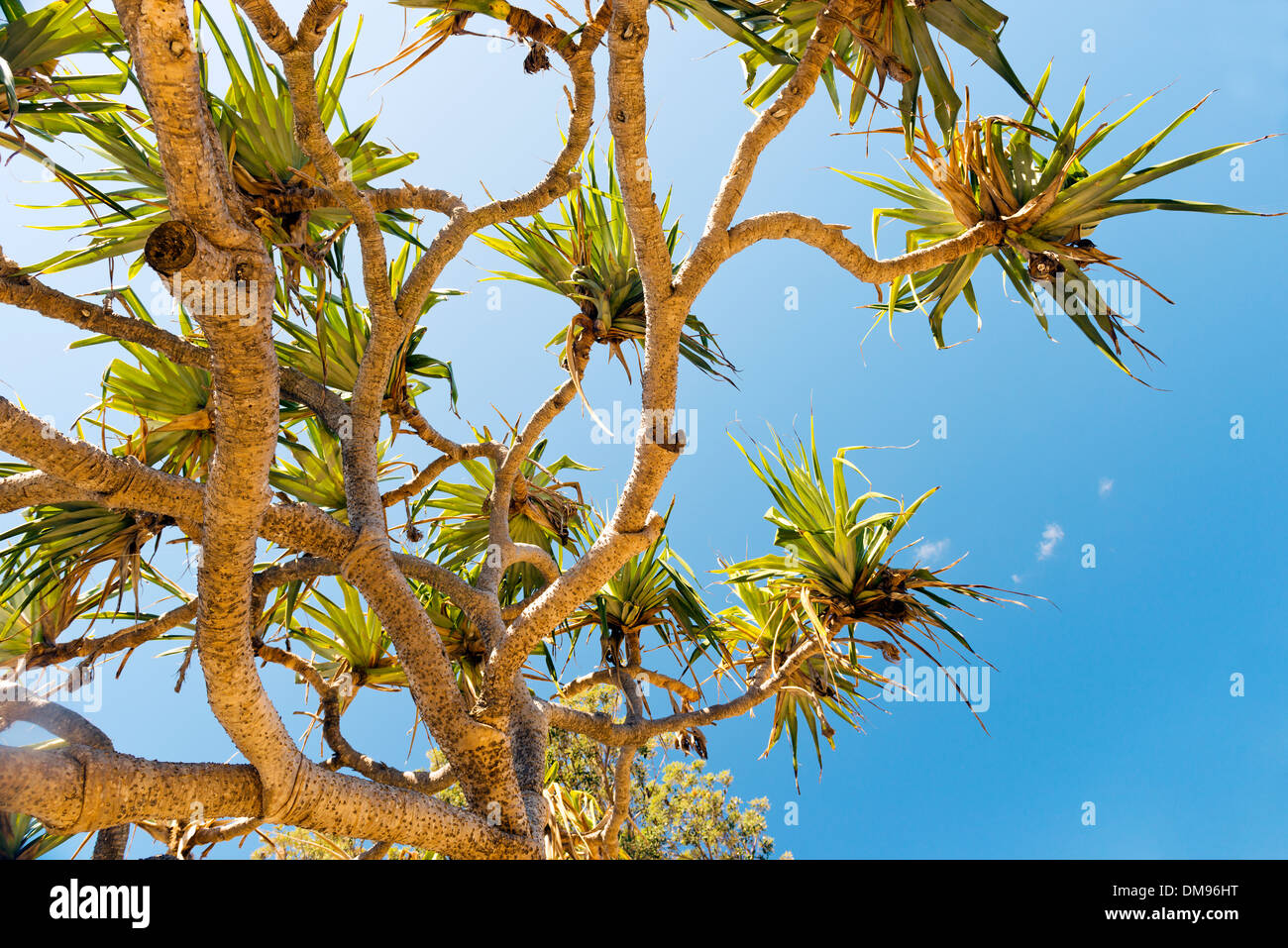 Pandanus palm trees populate North Stradbroke Island, Australia Stock
