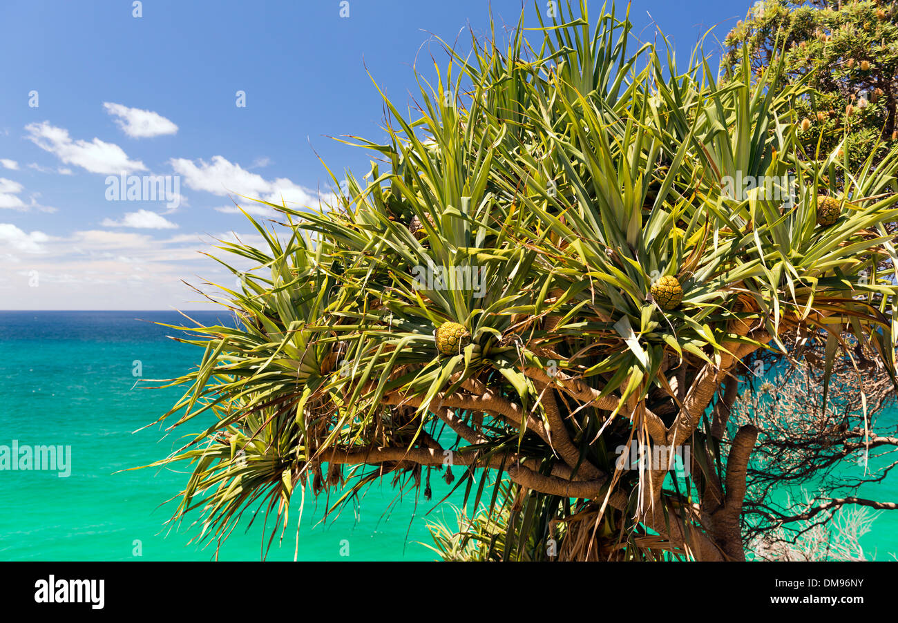 Palm pandanus plant hires stock photography and images Alamy