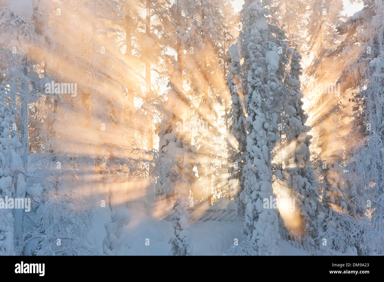 Sunrays through snowy forest in light mist Stock Photo