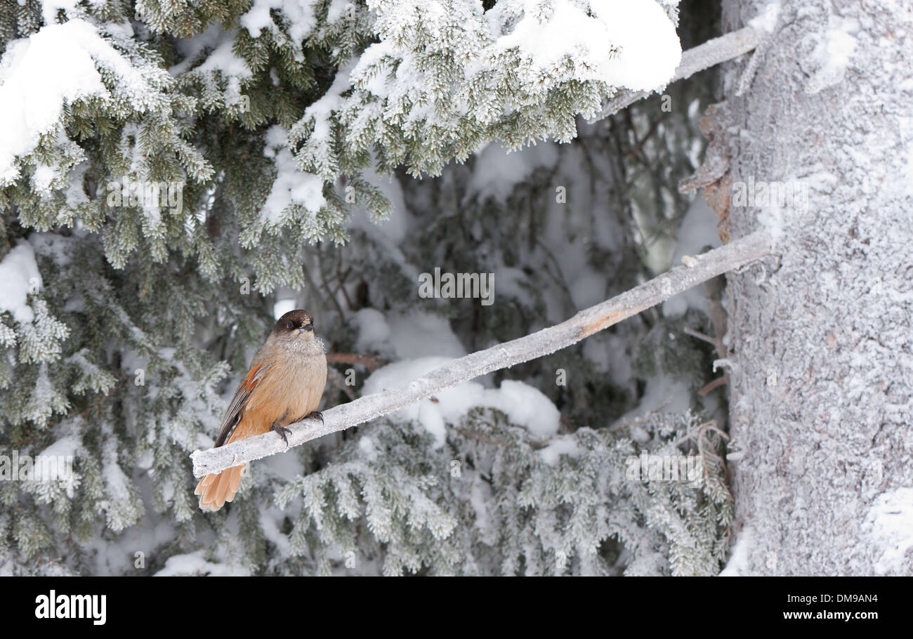 Bird known as Siberian Jay or Perisoreus Infaustus sittin on frosty branch Stock Photo