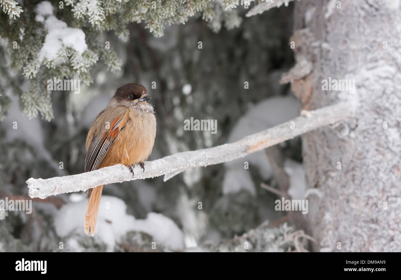 Bird known as Siberian Jay or Perisoreus Infaustus sittin on frosty branch Stock Photo