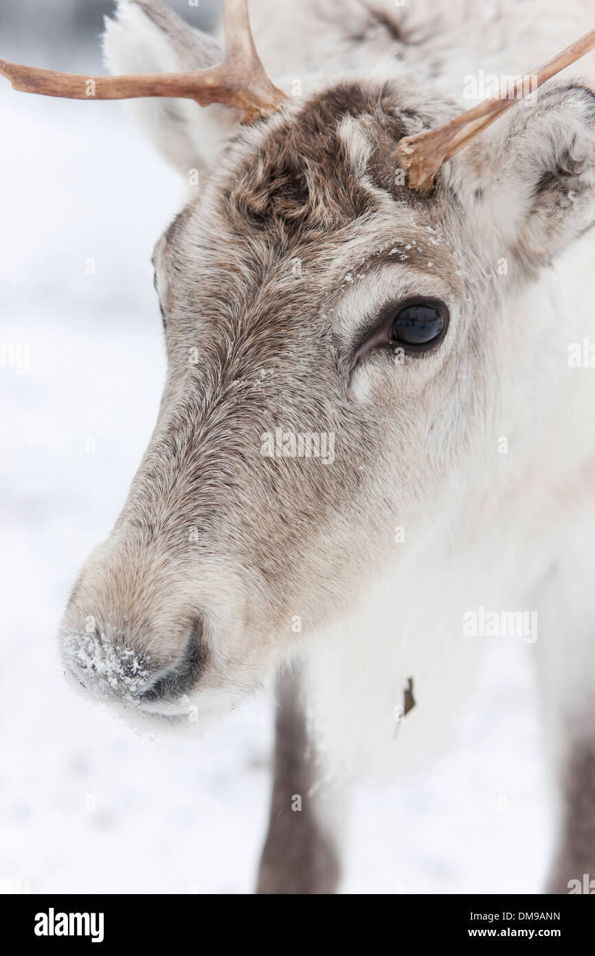White reindeer hi-res stock photography and images - Alamy