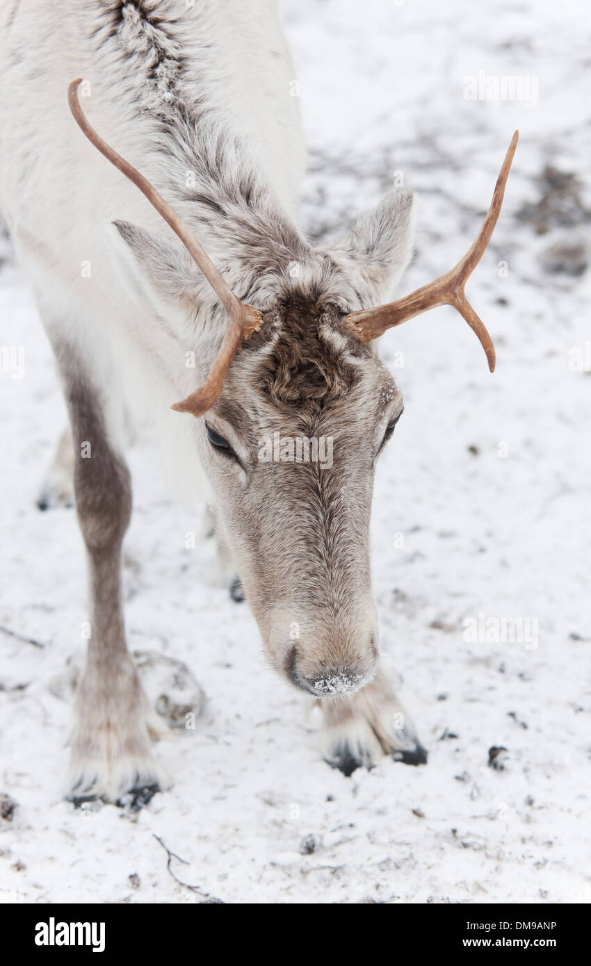 White reindeer hi-res stock photography and images - Alamy