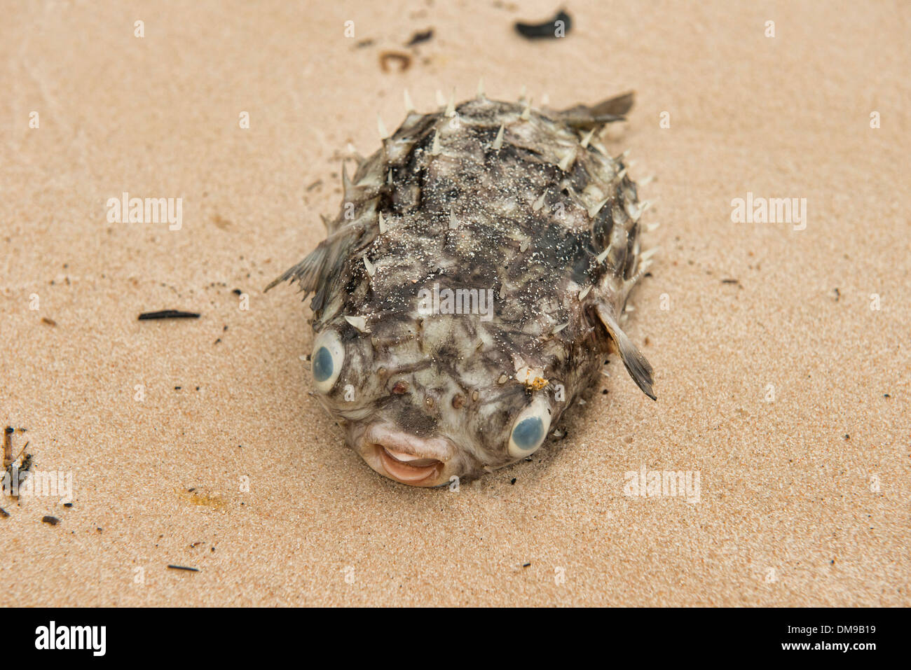 puffer fish (Tetraodontidae) on the beach on Koh Sukorn island in Thailand Stock Photo