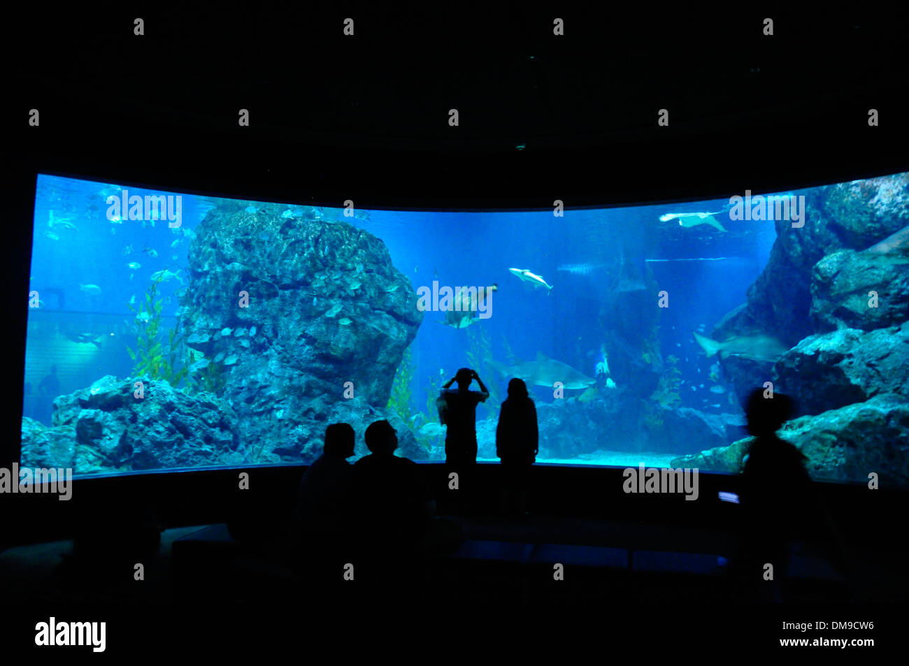 Man and woman taking picture of fishes and sharks in an aquarium Stock Photo