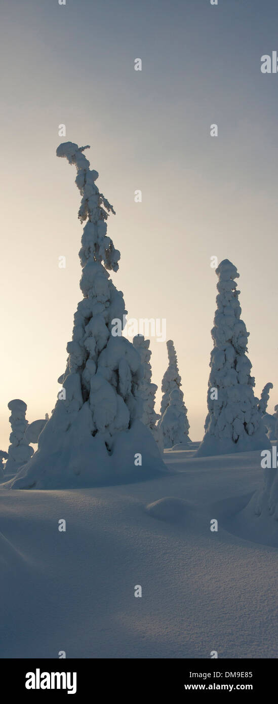 Snowy forest with tall slim trees under snow in Lapland, Finland at winter Stock Photo