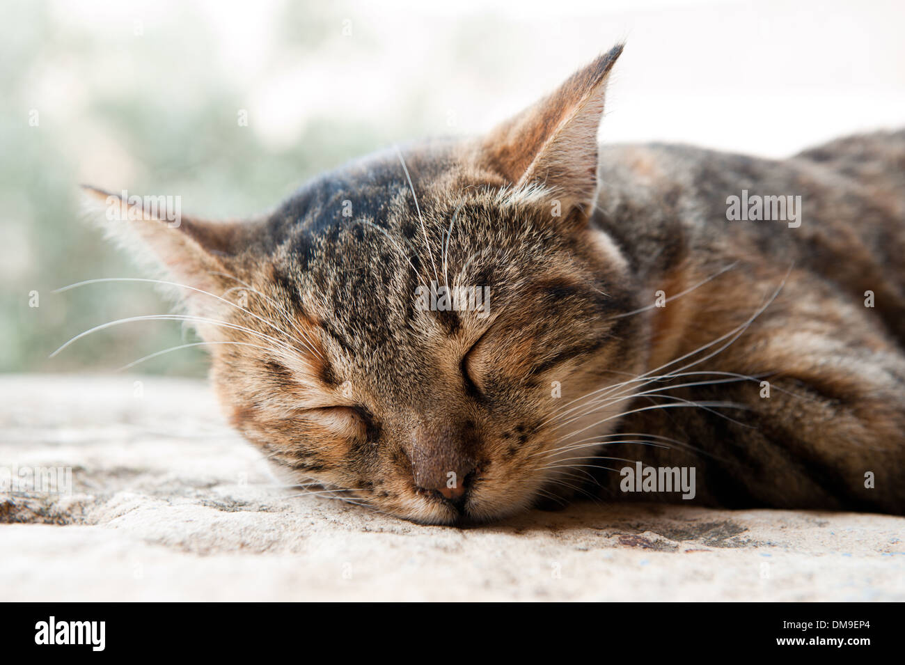 Sleeping cat, The monastery of Arkadi, Crete, Greece Stock Photo