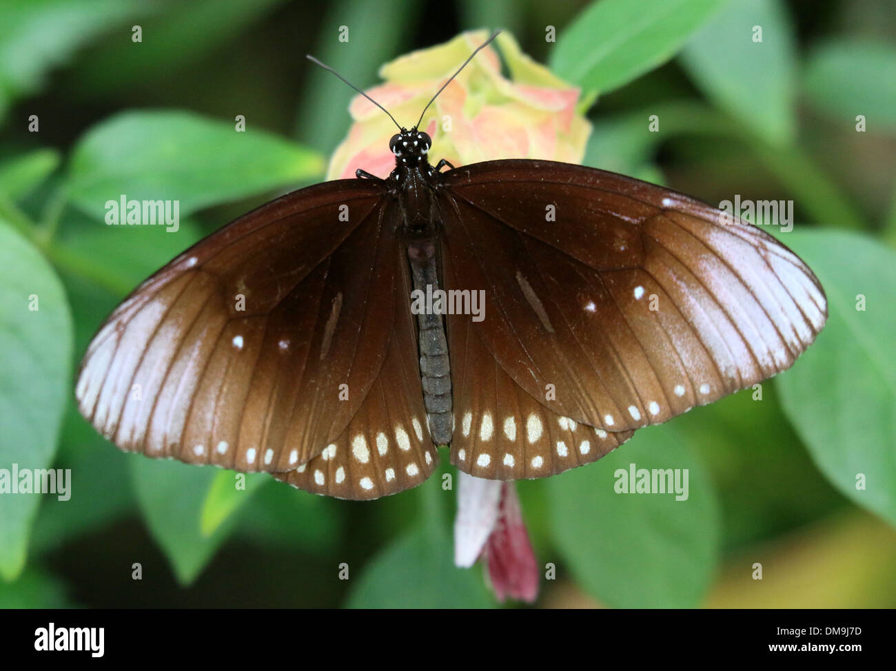 Common Crow butterfly a.k.a. Common Indian or Australian Crow ( Euploea