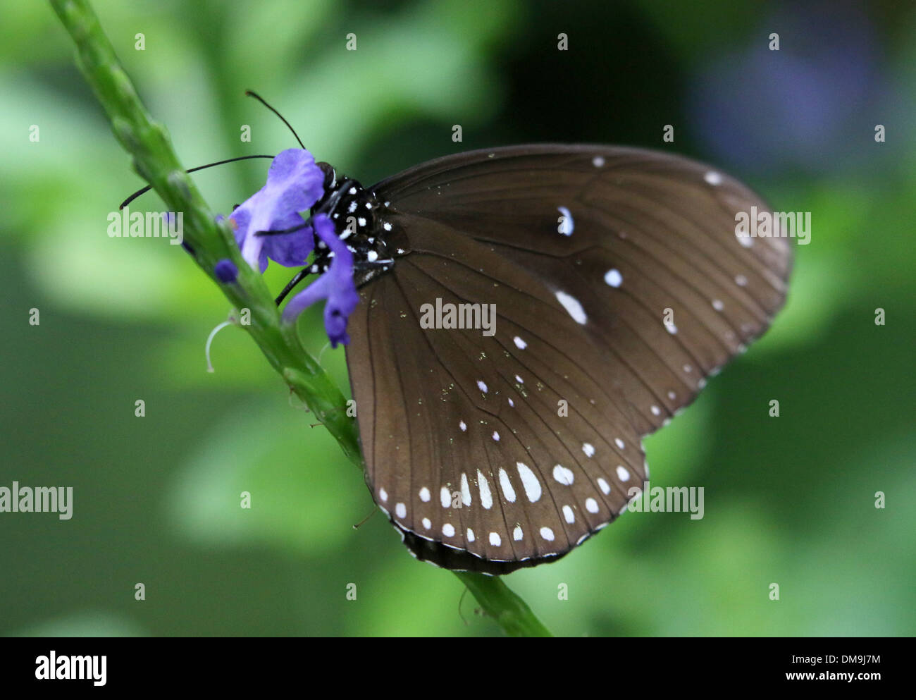 Common Crow butterfly a.k.a. Common Indian or Australian Crow ( Euploea