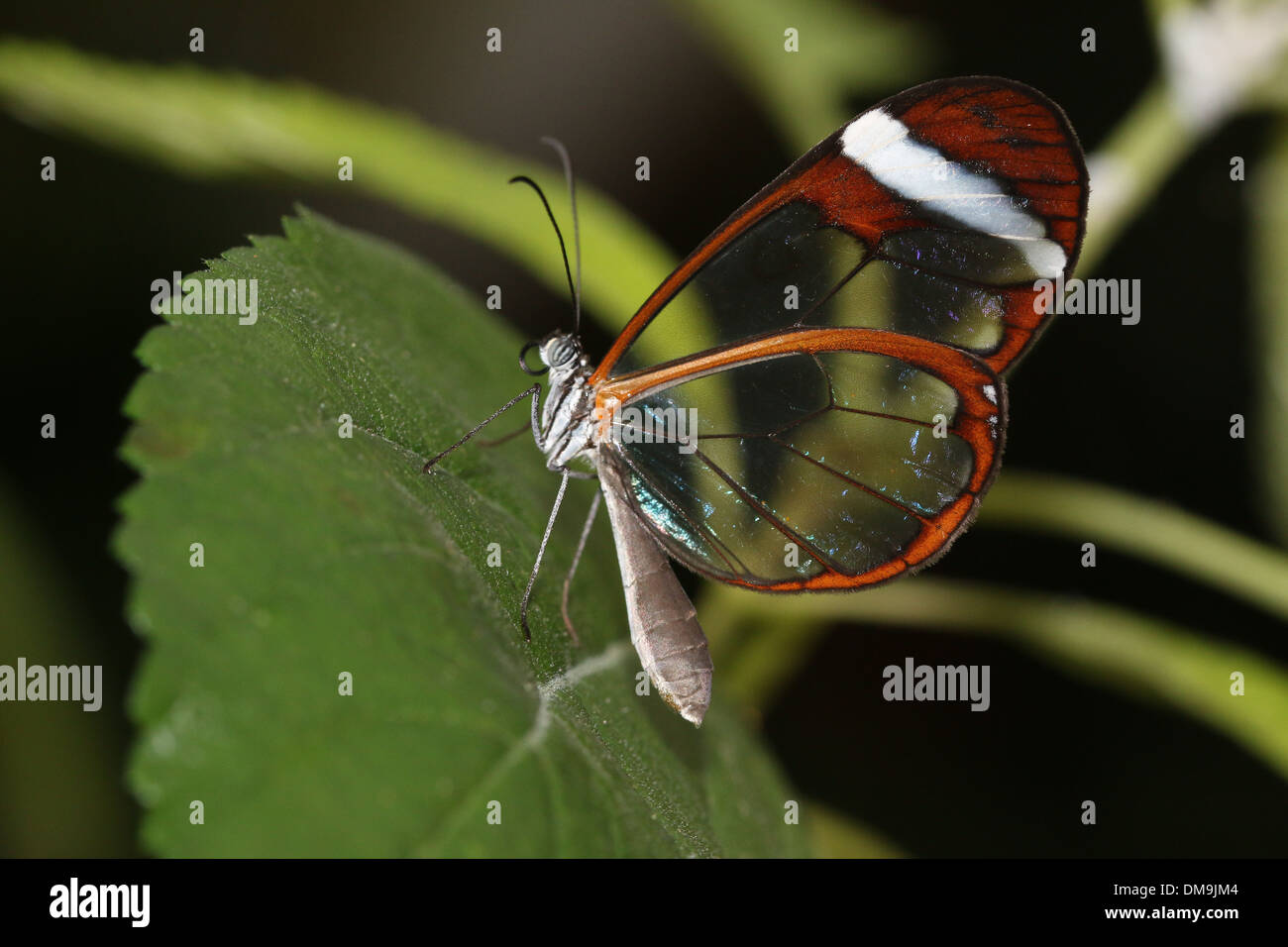 Glasswinged butterfly  or Clearwing (Greta oto) Stock Photo