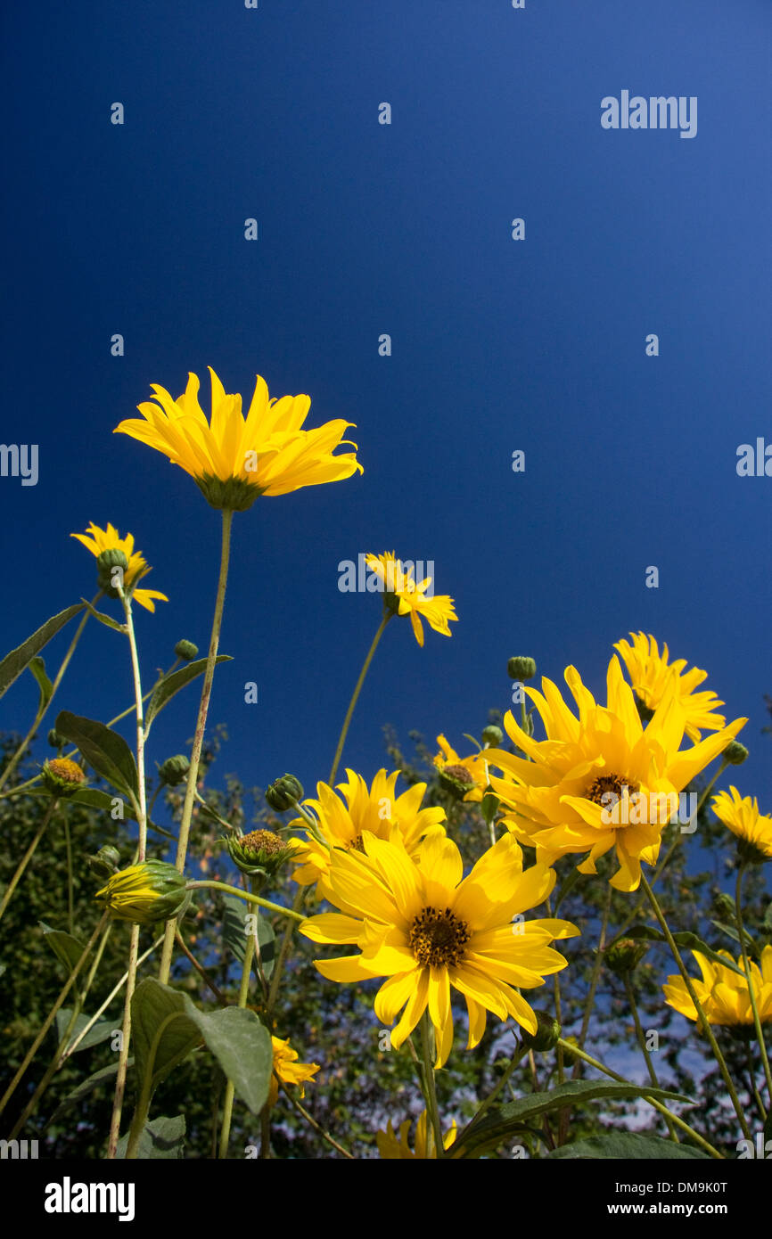 Yellow flowers against a blue sky text space Stock Photo
