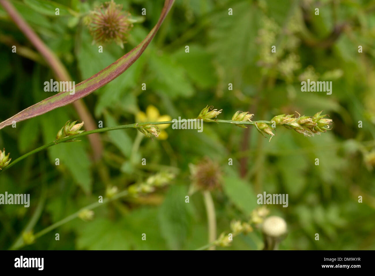 Grey Sedge, Carex divulsa Stock Photo