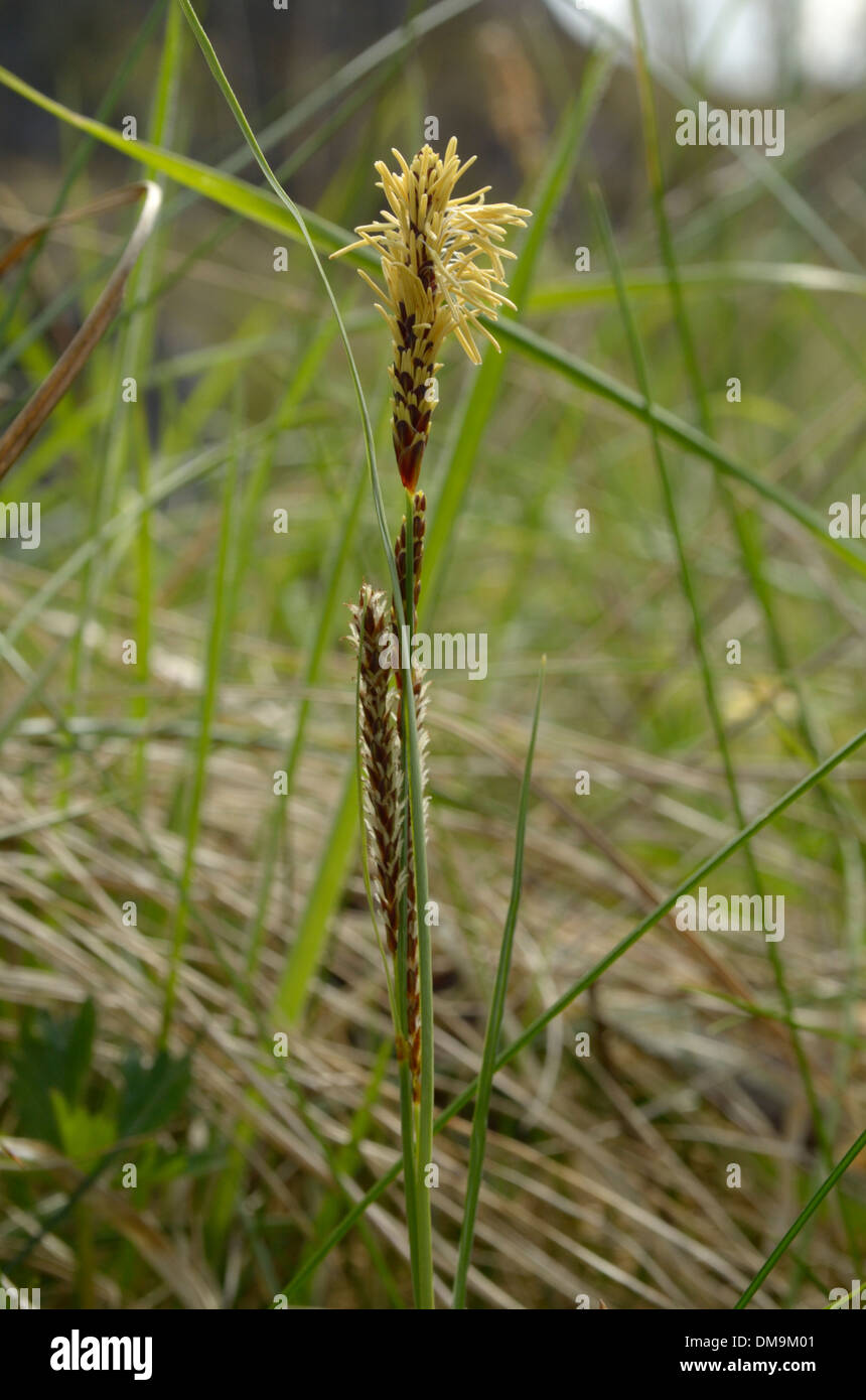 Glaucous Sedge, Carex flacca Stock Photo