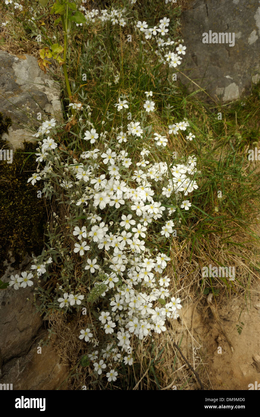 Snow-in-summer, Cerastium tomentosum Stock Photo
