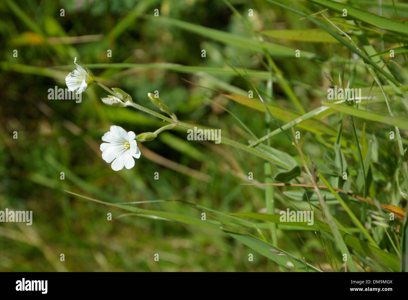 Cerastium x maureri, Cerastium arvense x tomentosum (Field Mouse-ear hybrid with 'Snow in Summer') Stock Photo