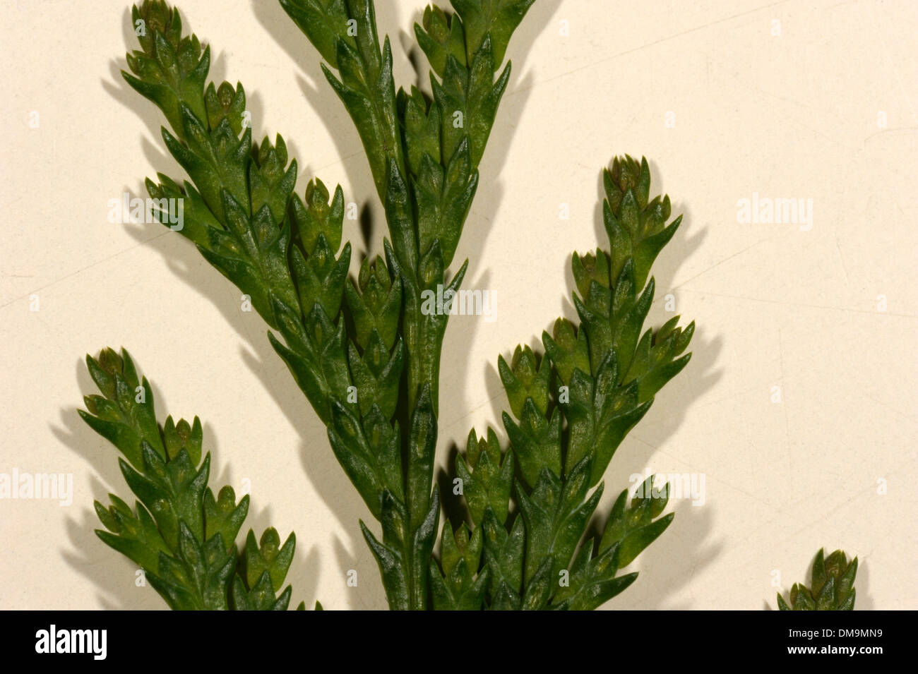 Lawson's Cypress, Chamaecyparis lawsoniana Leaves Stock Photo