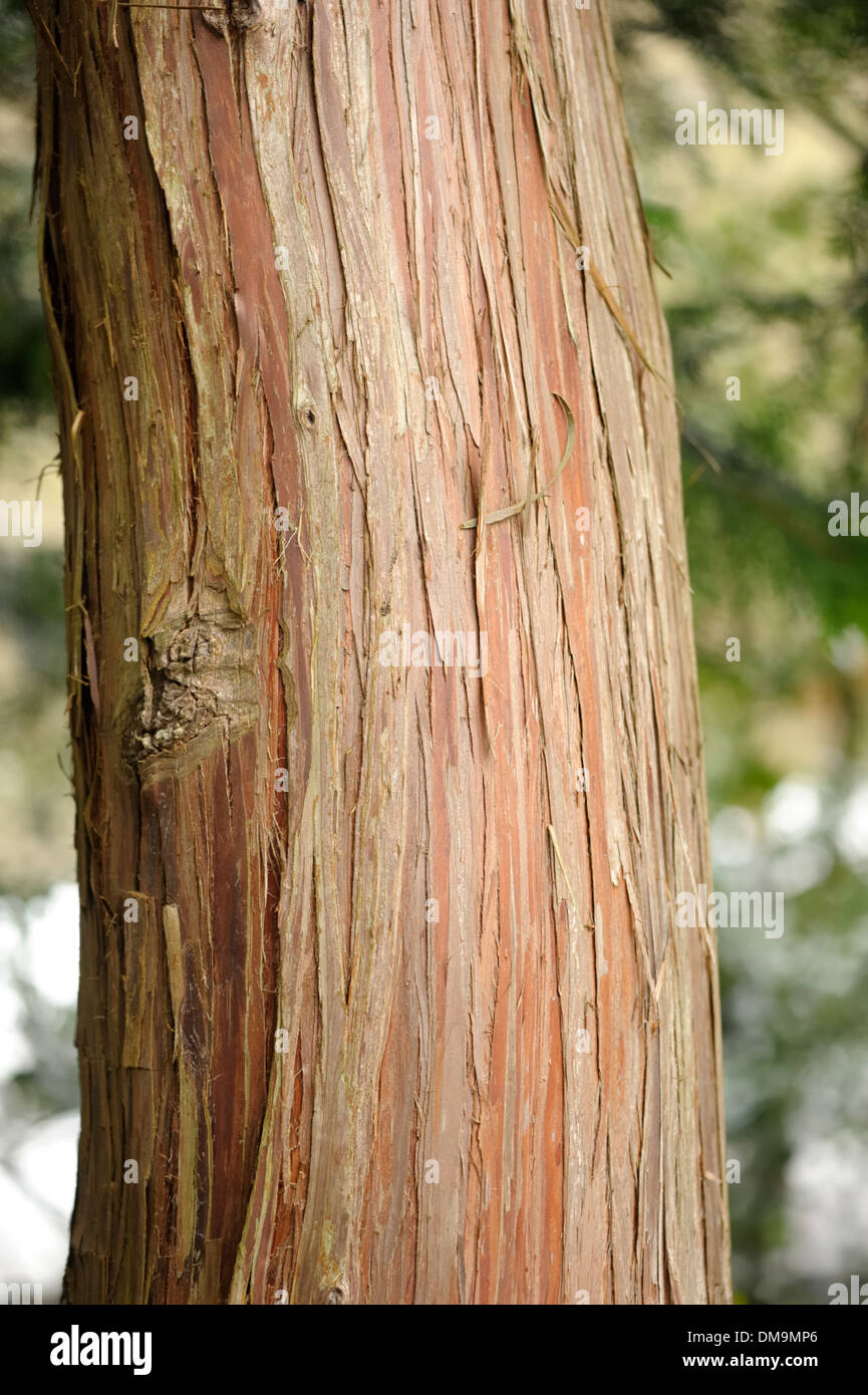 Hinoki Cypress, Chamaecyparis obtusa, Bark Stock Photo