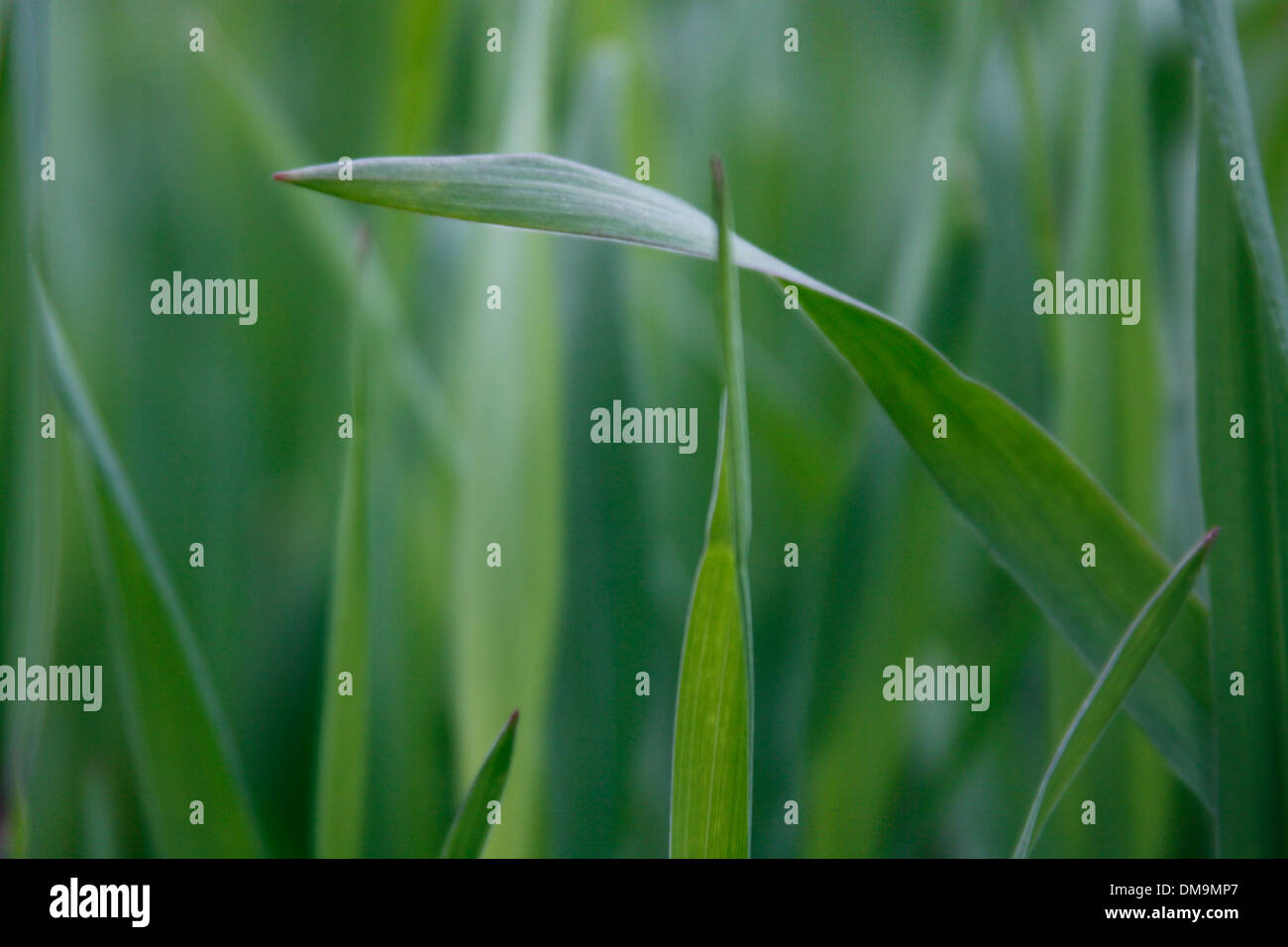 greenery, green, field, corn, blossom,spring, harvest, Bosnia, background Stock Photo