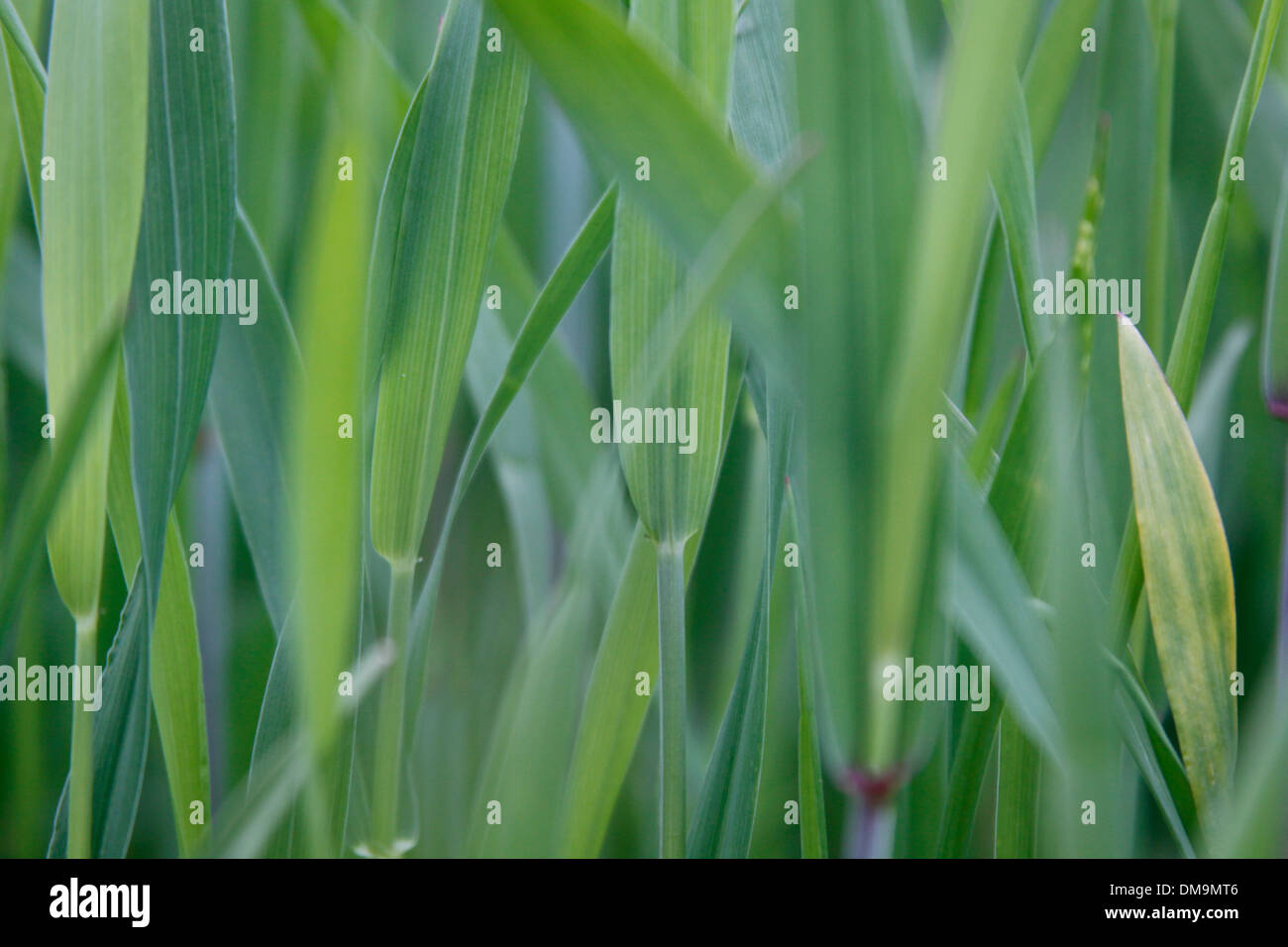 greenery, green, field, corn, blossom,spring, harvest, Bosnia, background Stock Photo