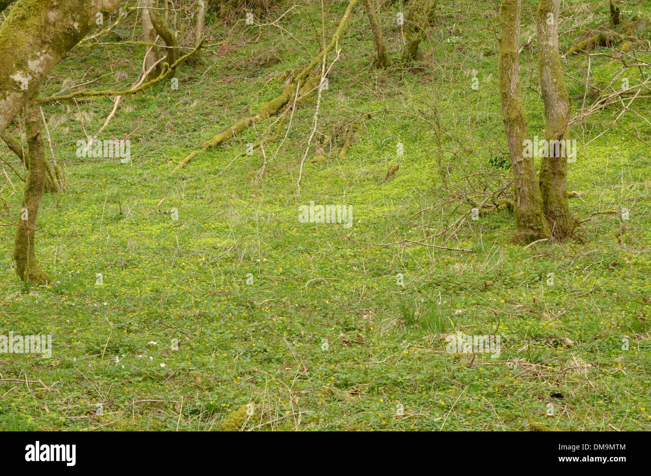 Opposite-leaved Golden-saxifrage, Chrysosplenium oppositifolium, carpeting woodland Stock Photo