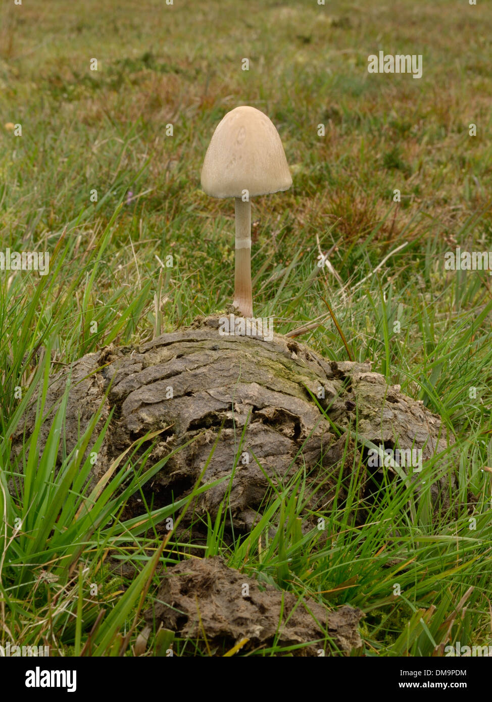 Coprophilous fungus growing on dung Stock Photo