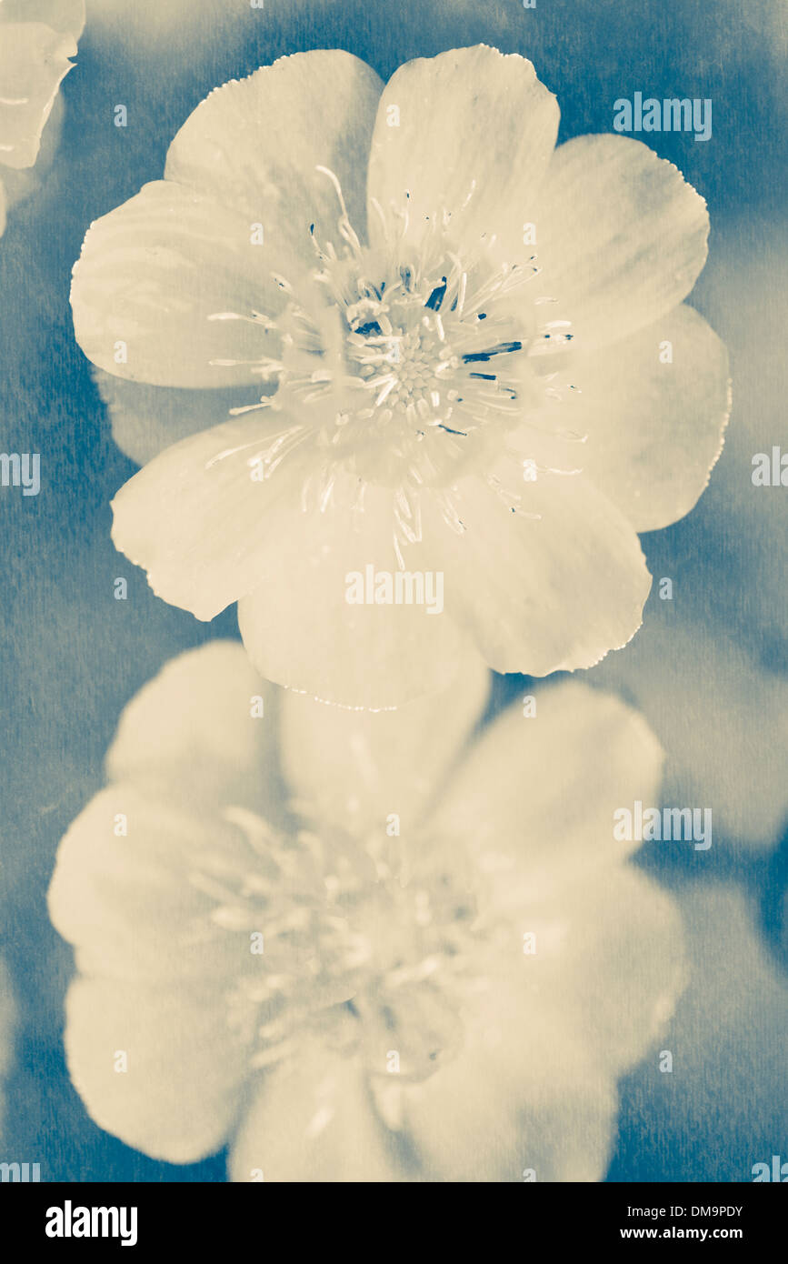 Close up top view of flowers with blue tint Stock Photo