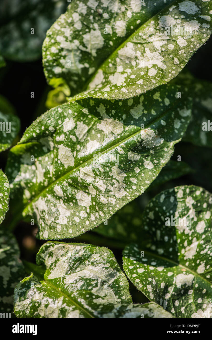 Lungwort (Pulmonaria Officinalis) a medicinal herb used in treatment of chest diseases and asthma Stock Photo