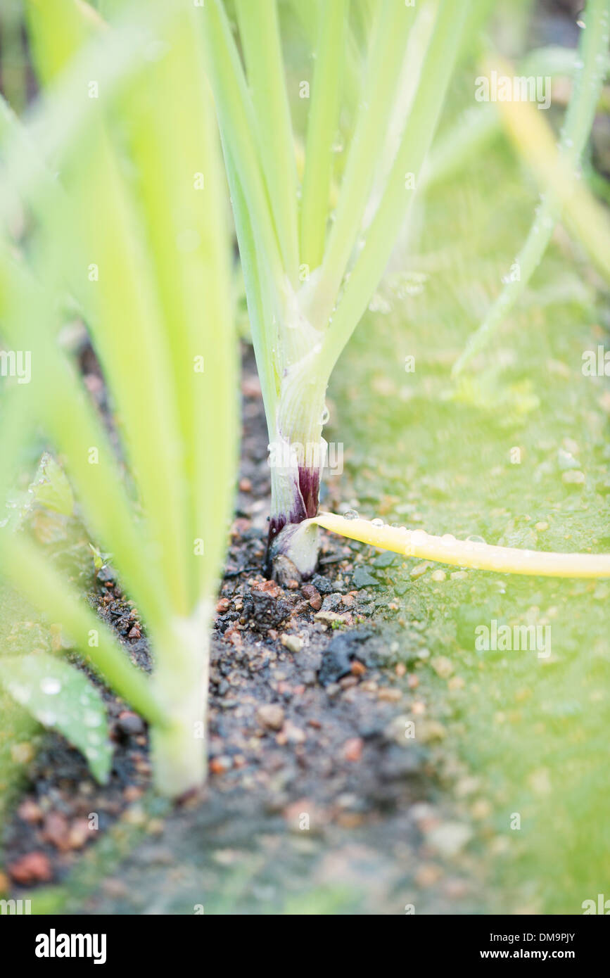 Red onions growing in garden Stock Photo