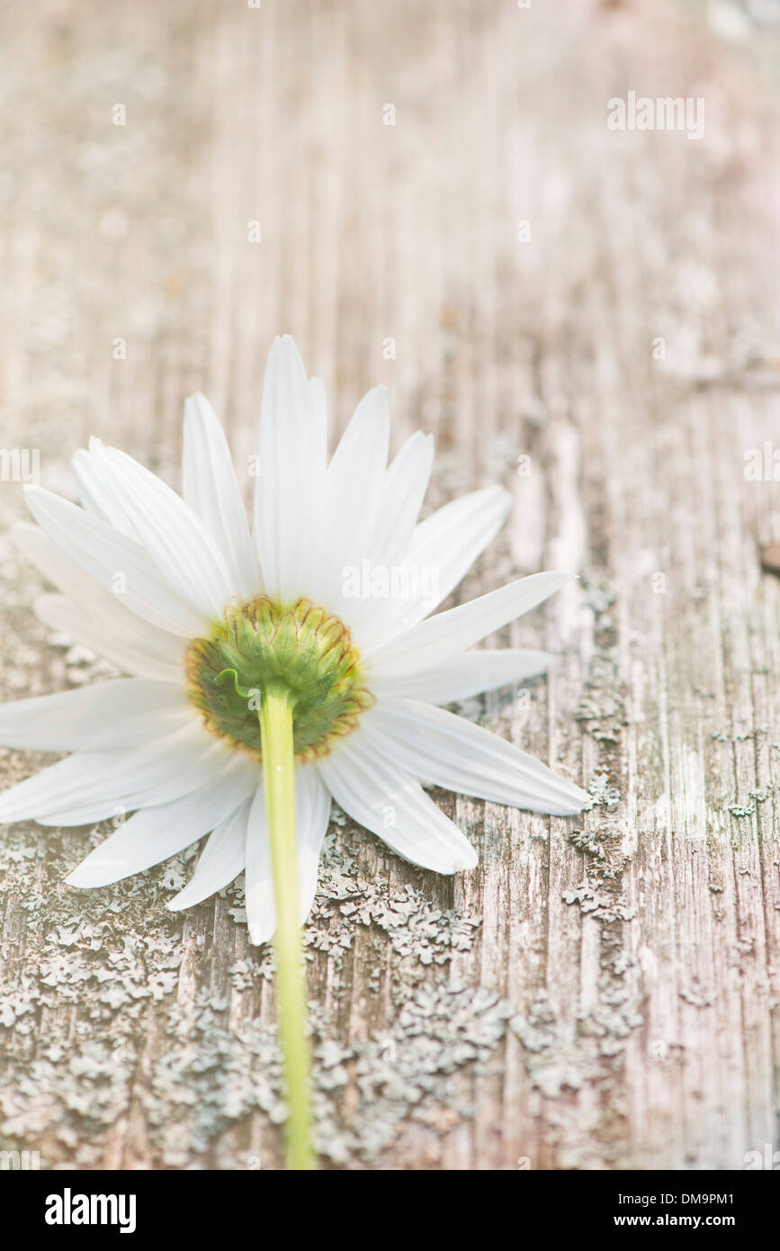 Close up of white daisy flower on old wooden surface Stock Photo