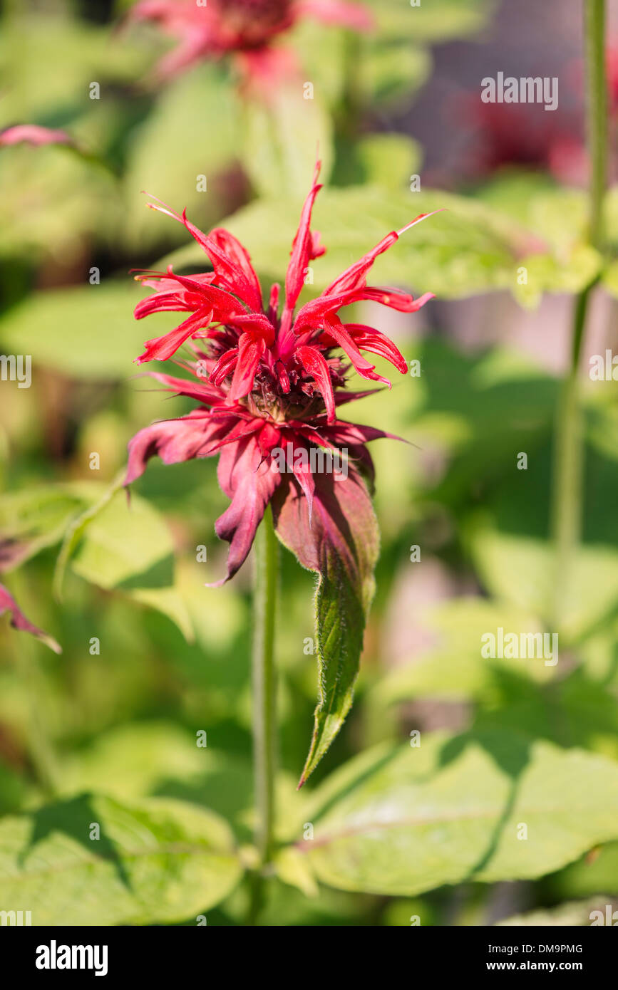 Close up of Crimson beebalm (Monarda Didyma) growing in herbal garden Stock Photo