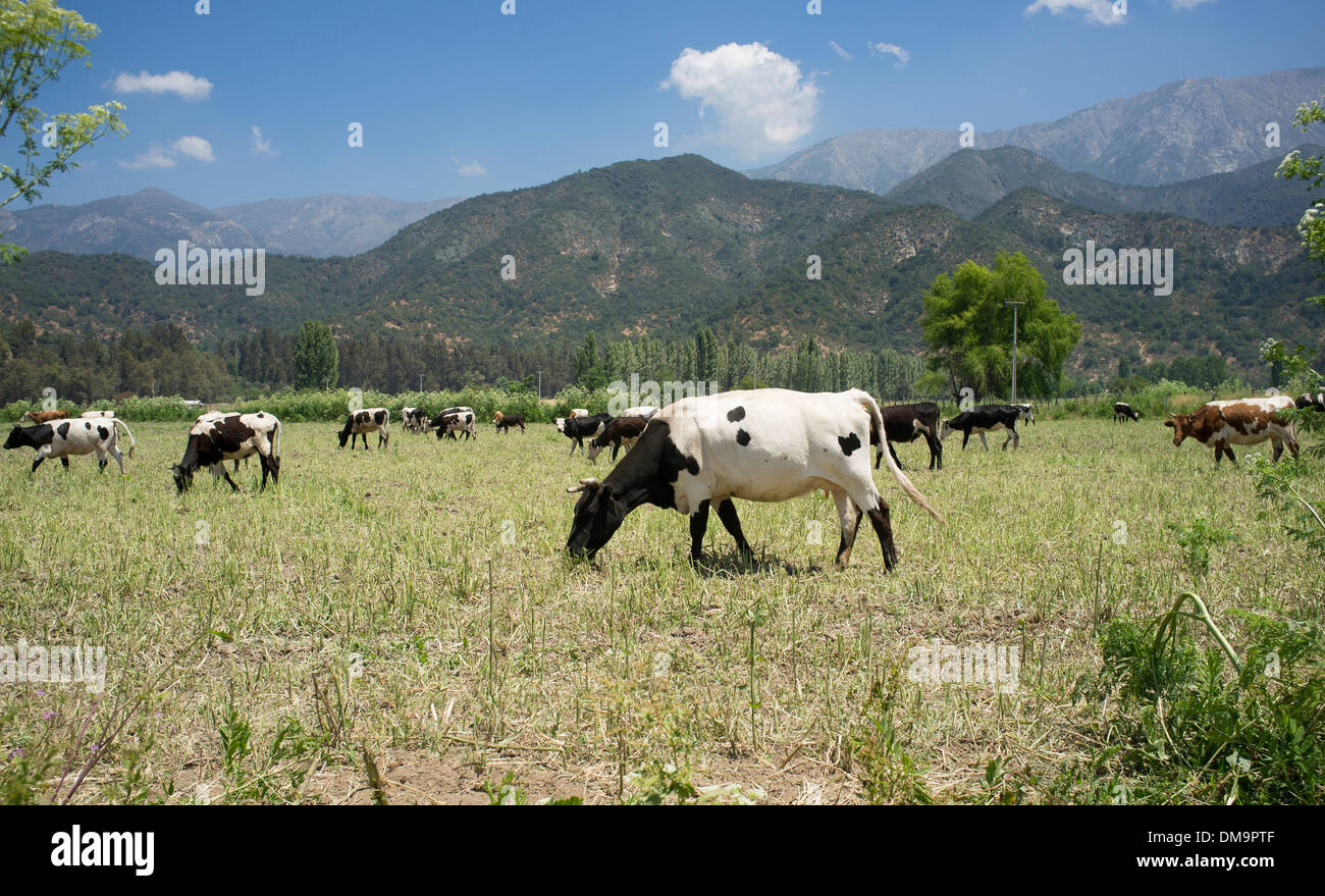 cattle grazing on pasture during the summer Stock Photo - Alamy