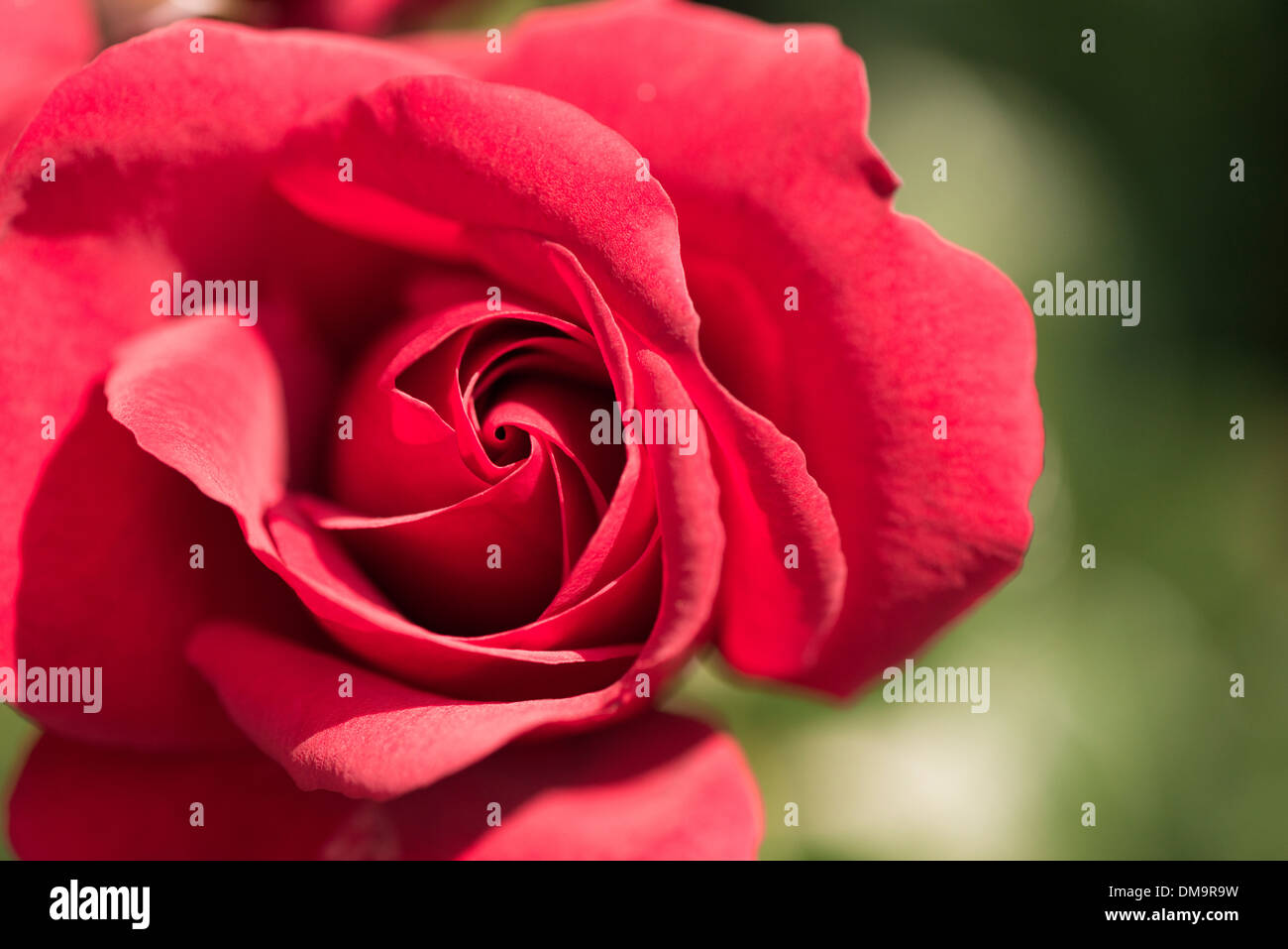 Close up of red rose 'Sympathie' (Kordesii) Stock Photo