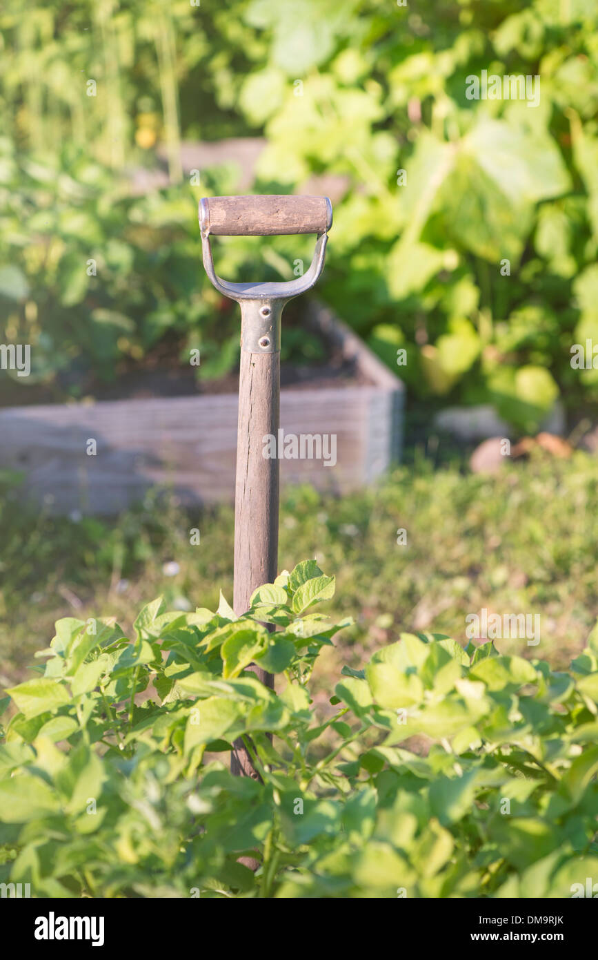 Shovel in garden used for gardening work Stock Photo