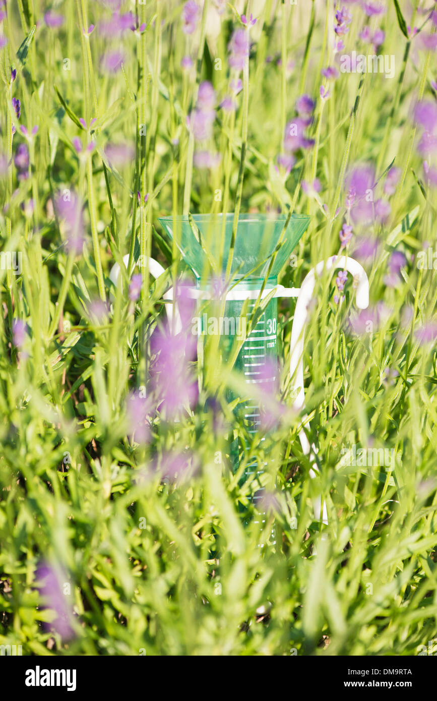 Rain gauge in garden with lavender flowers Stock Photo