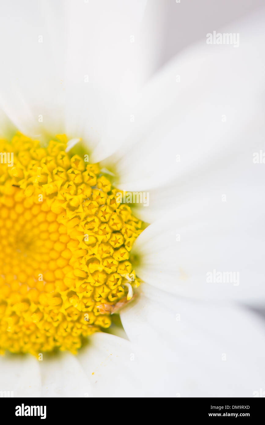 Macro shot of white daisy flower Stock Photo