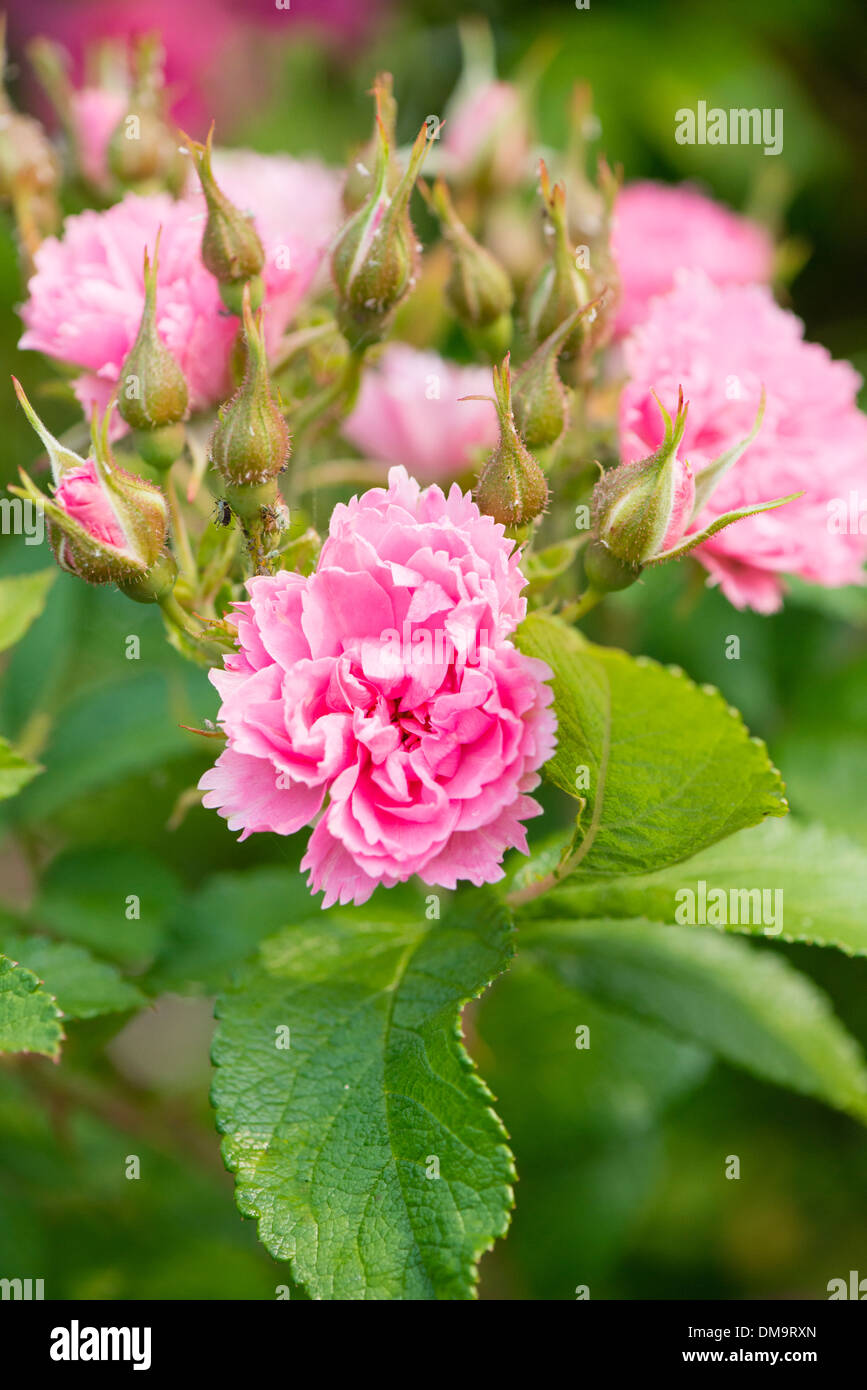 Rose bush with pink flowers in garden Stock Photo
