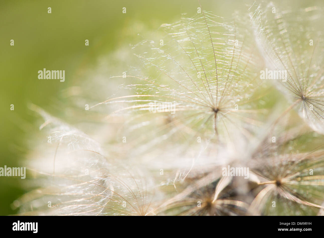 Nature detail. Close up of soft and fluffy flower seeds. Stock Photo