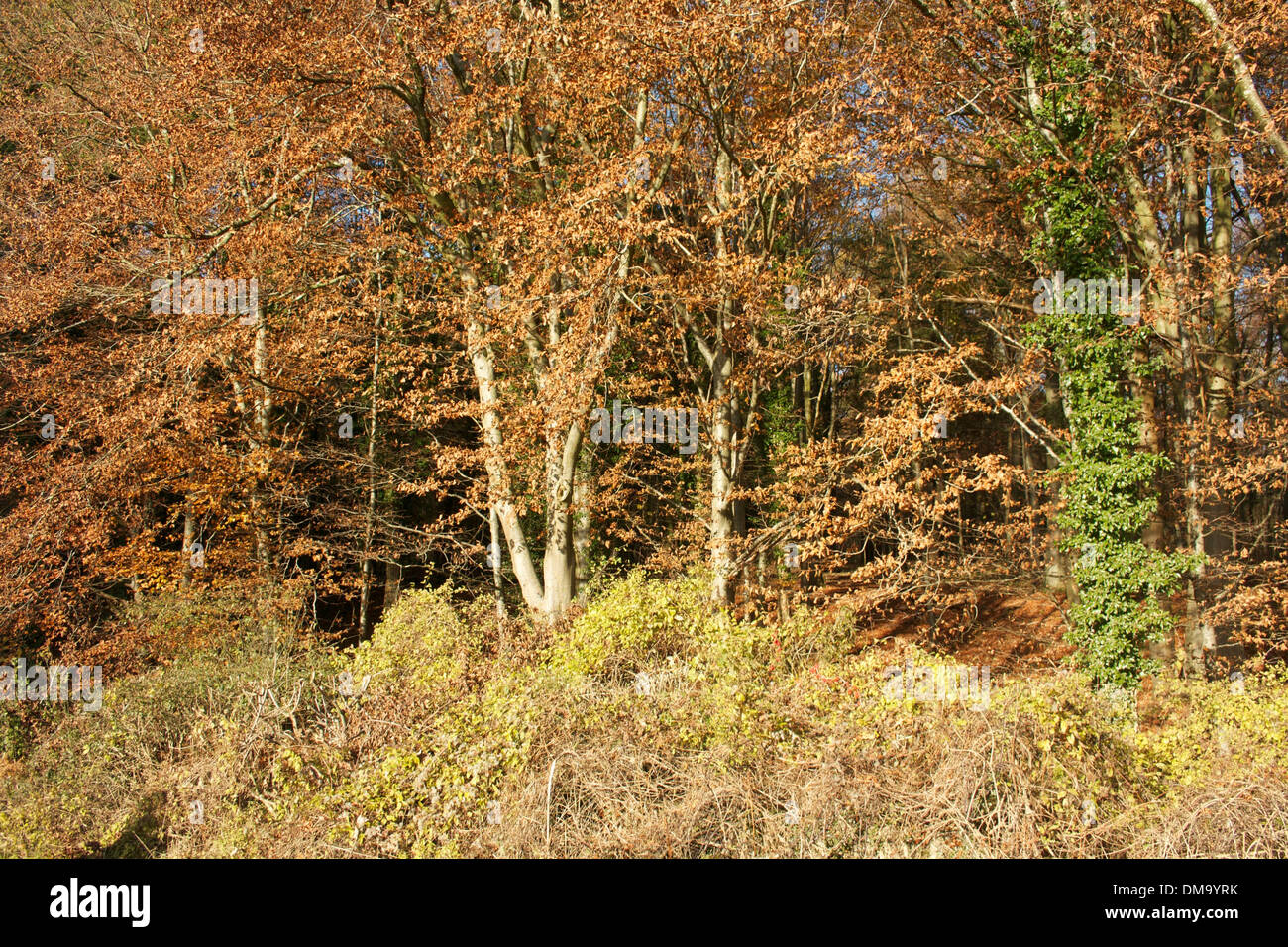 Autumn Trees Oxfordshire Uk Stock Photo Alamy
