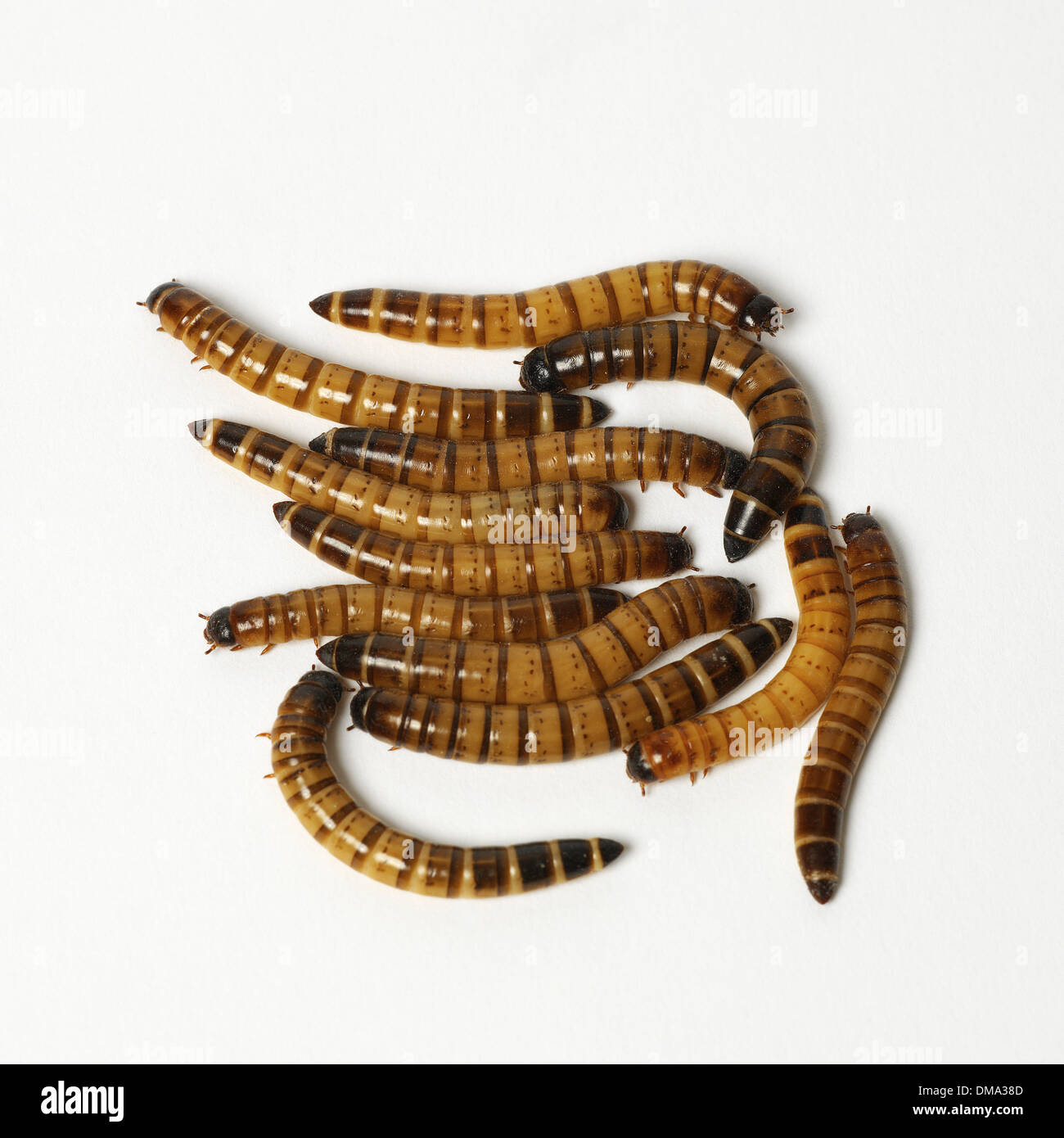stellenanzeige worms