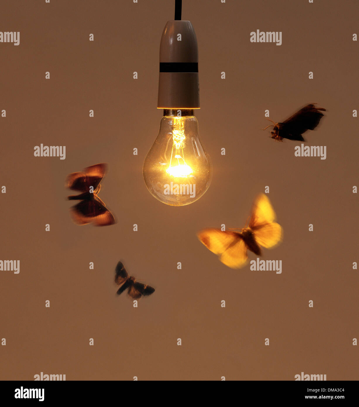 Moths around a light hires stock photography and images Alamy