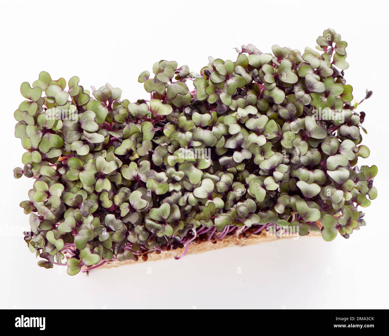 Patch of fresh growht purple garden cress isolated on a white background shot from above Stock Photo
