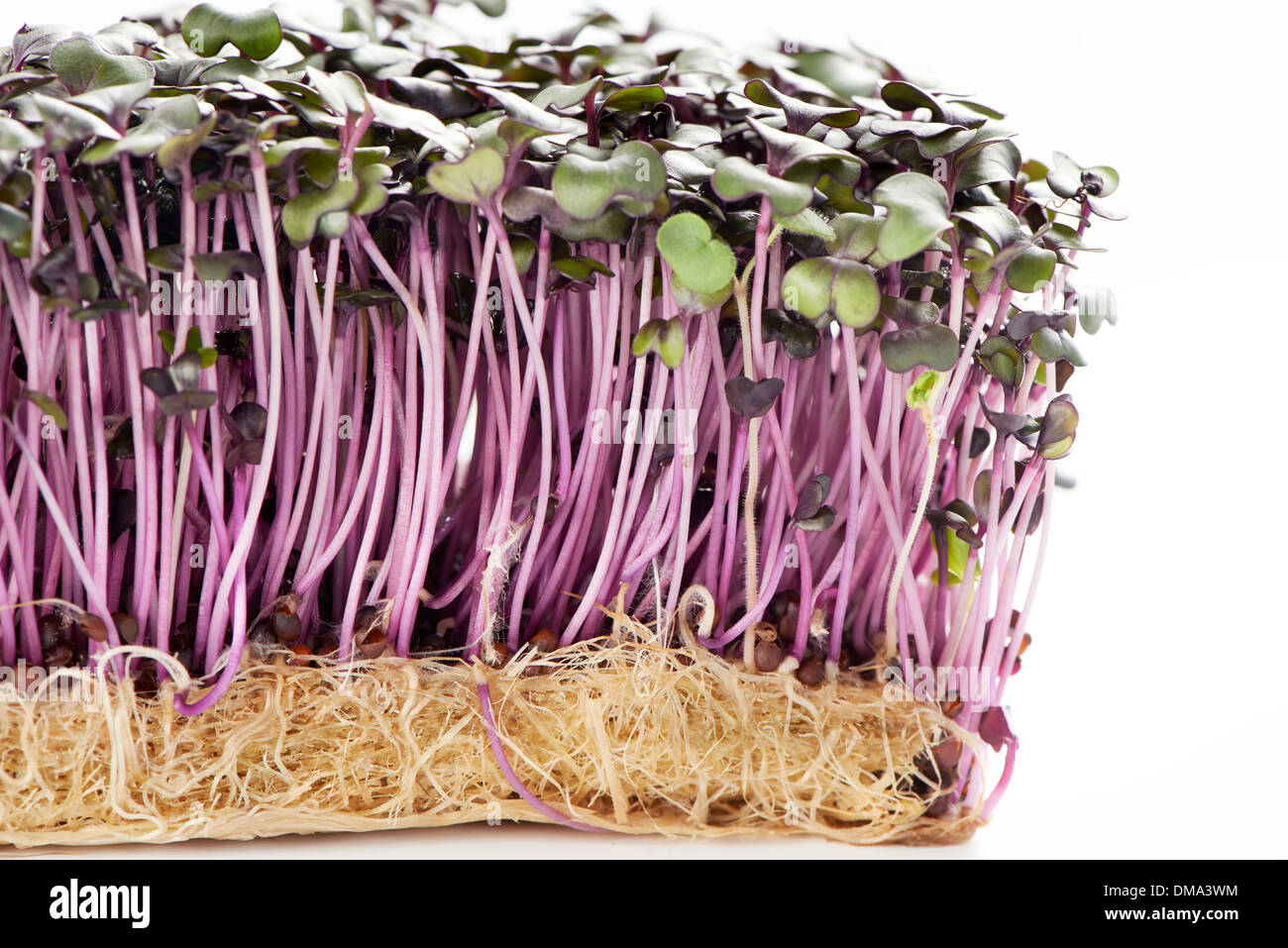 Patch of fresh growth purple garden cress isolated on a white background closeup shot Stock Photo